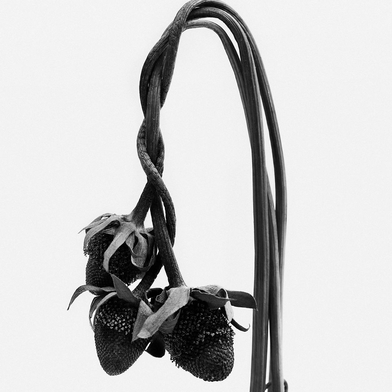 Tamburins Nude Hand Cream 000